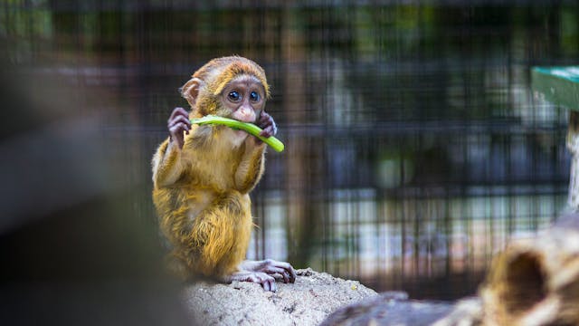 Aapje in dierentuin