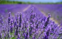 about L'Occitane
