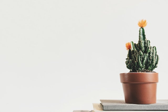 Cactus in pot