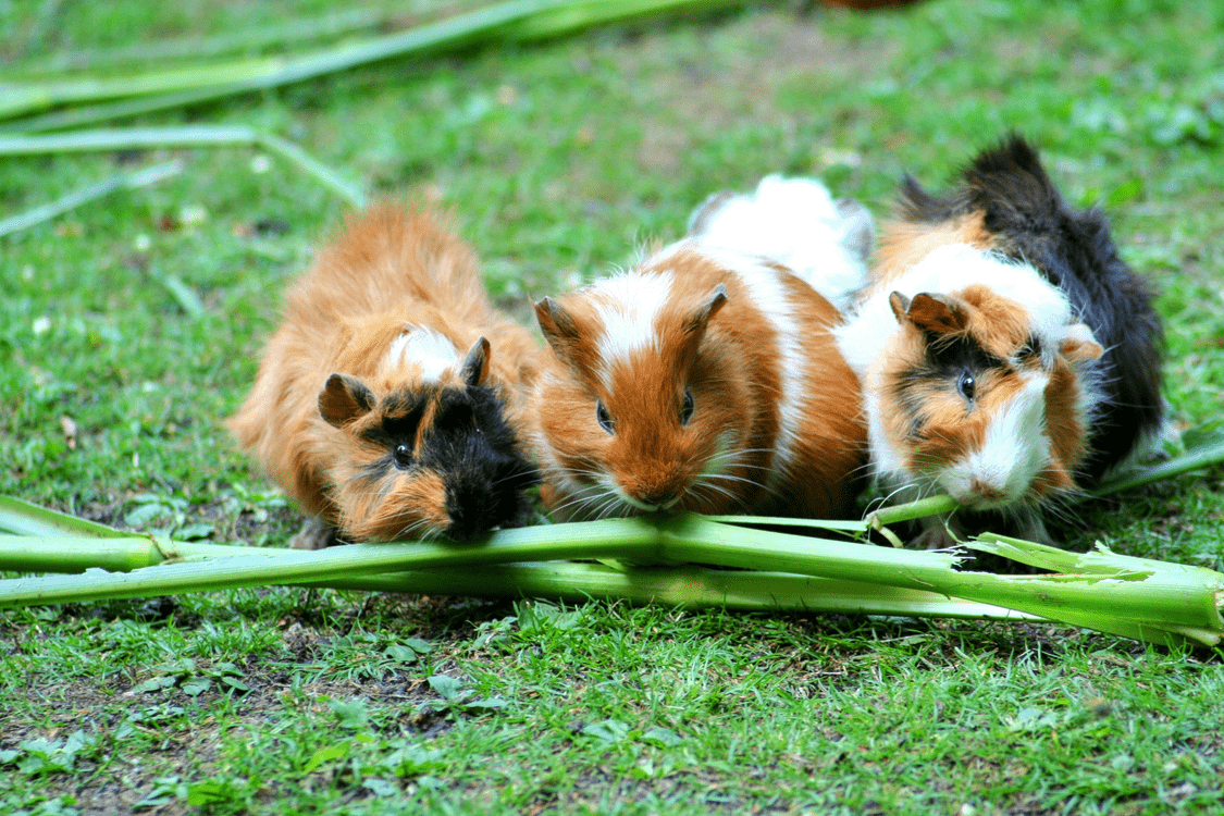 cavia's