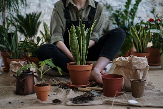 Groene planten