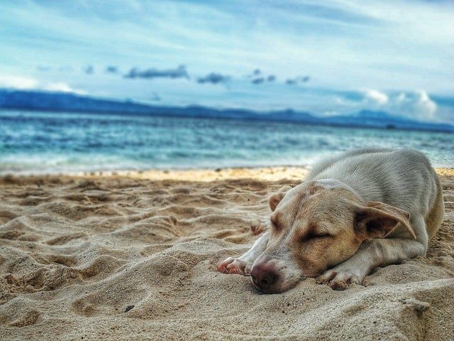 Hond op het strand