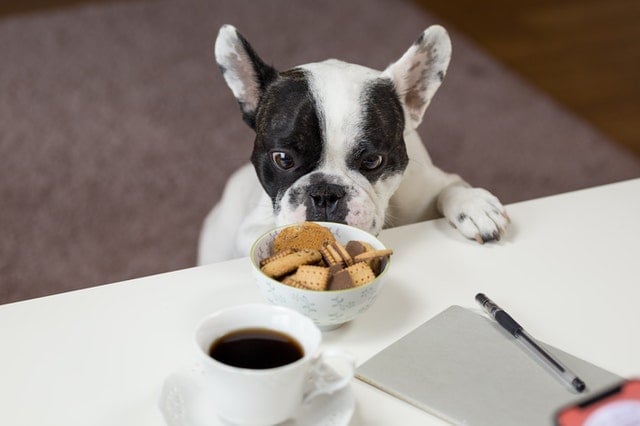 Hond ruikt aan koekjes