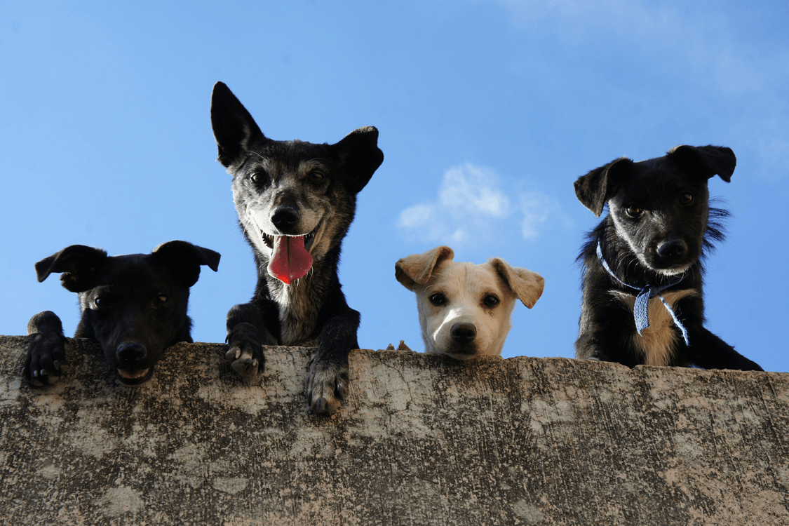 honden