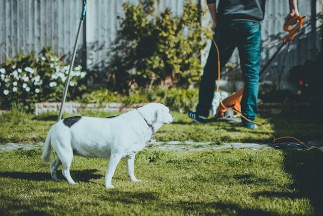 In de tuin werken met hond