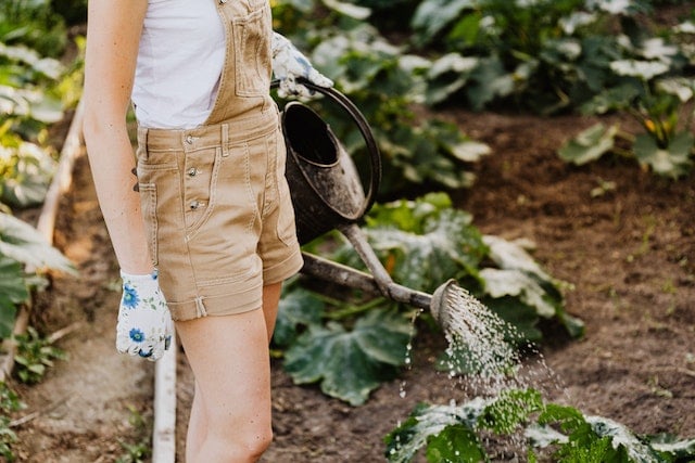 Planten watergeven