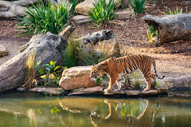 Tijger in dierentuin