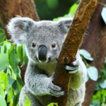 Je krijgt nu 26% korting op een dagje Pairi Daiza met hotelovernachting | TravelBird