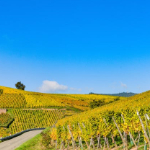Boek een weekendje weg in de Champagne met 13% korting | TravelBird